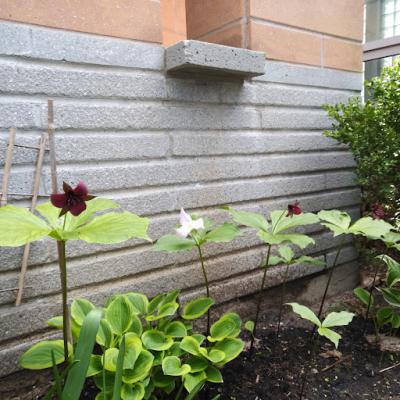 Display Image